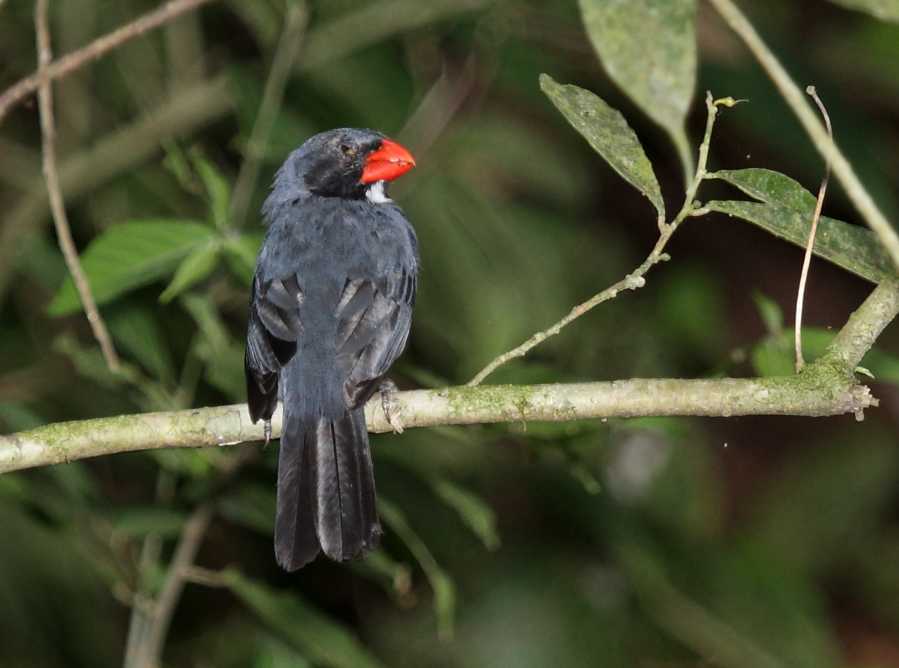 image Slate-colored Grosbeak
